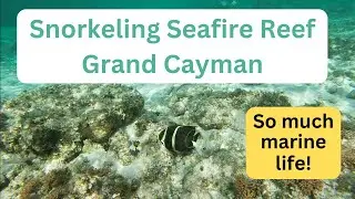 Amazing Snorkeling at Seafire Reef near Kimpton, Hotel Grand Cayman