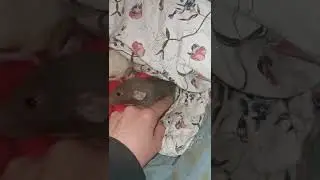 Diese riesigen Dumbo- &Ouml;hrchen / Rodent Souls / Ratten / Tierschutz