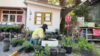 ปลูกผักสวนครัว Planting vegetables in the kitchen garden#ssc#changmai #ชุมชนยั่งยืนด้วยตนเอง#garden
