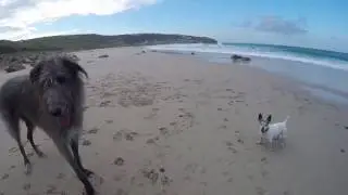 Scottish Deerhound versus Jack Russell Terrier, no contest.