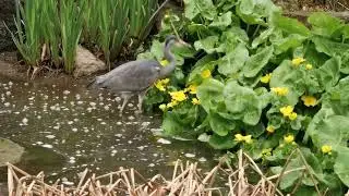 beautiful Grey Heron. #nature #wildlife #birds #rspb #herons #greyherons #reeds #reedbeds #bto #rbbp