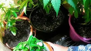 clones heating mat