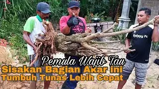 Cara  Dongkel Batang Bonsai Bougenville Supaya Akarnya Terjamin Aman