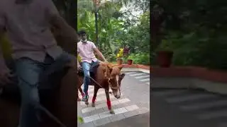Boy to School On Horse | Kerala School Opening | #Horse , #Horseboy #Kozhikode Nov 1#keralapiravi