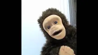 Monkey message to Londoners 23 may 2012