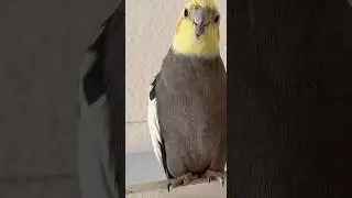 No Cleaning room today ! I want to sing a song instead ! By Cotton 🎵 #cockatiel #cute #parrot