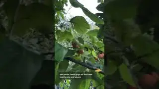 Как есть американскую хурму (Diospyros virginiana)