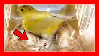 ✅ Канария не откладывает яиц (100% раствор) 🐣 Размножение канареек