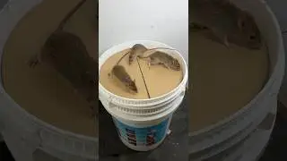 The world's best mouse trap idea using a plastic bucket #rattrap #rat #mousetoy #shorts