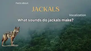 Jackal Fact 21 - What sounds do jackals make?