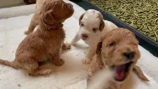 3 week old Australian Labradoodle Puppies
