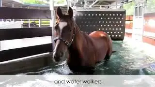 Rubber Mat for Walkers - Amacron Equine