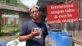 proses fermentasi pakan maggot BSF