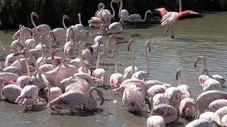 Camargue, Bouches-du-Rh&ocirc;ne, Provence-Alpes-C&ocirc;te d'Azur, France [HD] (videoturysta.eu)