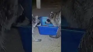 Trail Camera Raccoons #16