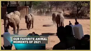 The top animal moments of 2021