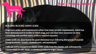 Guess What! Paw 6 Protein Driblet 2