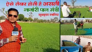 कहां कैसे तैयार होती है असली नागौरी पान मैथी ? खुशबूदार स्वादिष्ट Nagauri Kasoori Methi Full Process