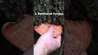 4 лесных гриба, имитирующих мясо!