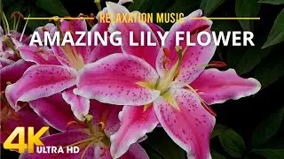 Beautiful Lily Flowers ~ The Best Relax Music for Reduce Stress &bull; 3 HOURS