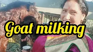 goat milk milking by hands 😍