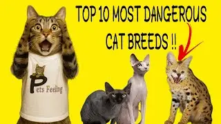 Top 10 Most Dangerous Cat Breeds You Should NEVER Keep as Pets! 😱 | Wildest Cats in the World