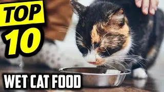 ☑️ Top 10 Best Wet Cat Food of 2026 : Who wins in 2026 ?..😍✨