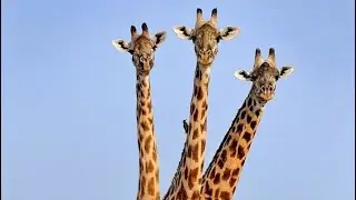 Факты о животных №13  #youtube #youtubeshorts #animals #like #reels #shorts #short