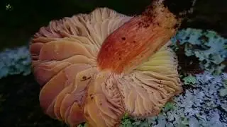 Crimson Waxcap (Hygrocybe punicea), identification and comparison