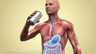 3D Human Digestive System in Action | Realistic Anatomy with Parasite Worms Animation #viral
