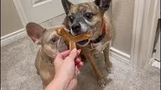 What I noticed about this dog bone