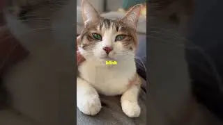 How Often Do Cats Blink?