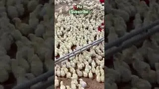 Jordan sandhu viral Song 🎵 Cheema poultry Farm