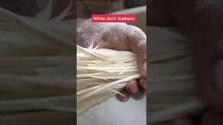 How Shuttlecocks Are Made