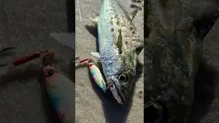 10g Microjig and ZMAN Nedz #fishing #microjig  #inshorefishing #zman #nedrig #bfsfishing #lightshore
