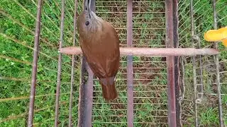 Sabi&aacute; parda canto melodioso!