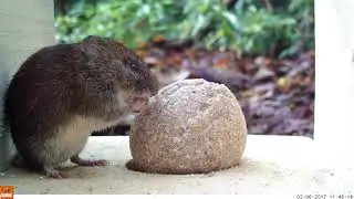 Bank vole feeding