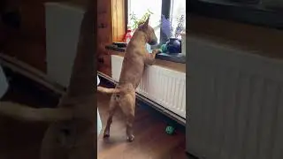 Рич бдит ☝🏻 Ох рано, встает #охрана) #bullterrier#the#best#Guard#ever
