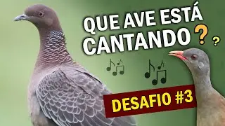DESAFIO#3 QUE CANTO É ESSE? DESCUBRA QUE AVE ESTÁ CANTANDO no TESTE DE PASSARINHO