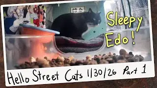 Mr. Edo Gets Cozy for a Nap! 😺💞 Hello Street Cat Archive 1/30/26 Pt 1