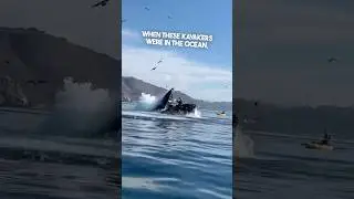 A whale swallowed their boat 😱