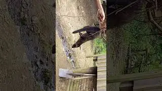 Poor wildlife caught by Trap.Being rescued by a Forester #adventure #free #freedom #shorts