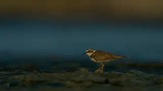 Little Ringed plover from the bird's level by Johnbosco Michael #sony200600 #sonya7r4 #reels #viral