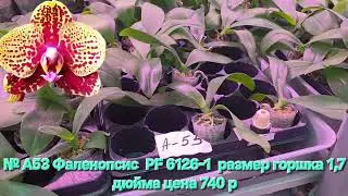 Мини обзор доступных растений к заказу. Ссылка на наш сайт в описании. 