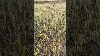 ১৯ দিন বয়সের হালি পেঁয়াজের দানা