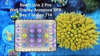 ReeFi Uno2 Pro - Walt Disney Acropora Growth