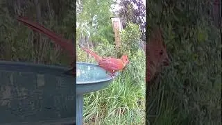 Juvenile Male Northern Cardinal Growing into His Adult Coloring #WildlifeShorts #Cardinals