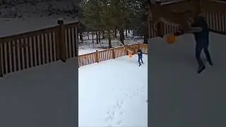 Cougar Jumps Fence & Attacks Man in Backyard! 😱🐆