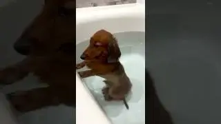 Sweet dachshund farting in bath 🤣
