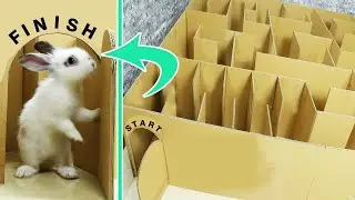 Make Giant MAZE Labyrinth for Bunny Rabbits - Who is the WINNER